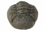 Wide, Bumpy Enrolled Morocops Trilobite #125153-2
